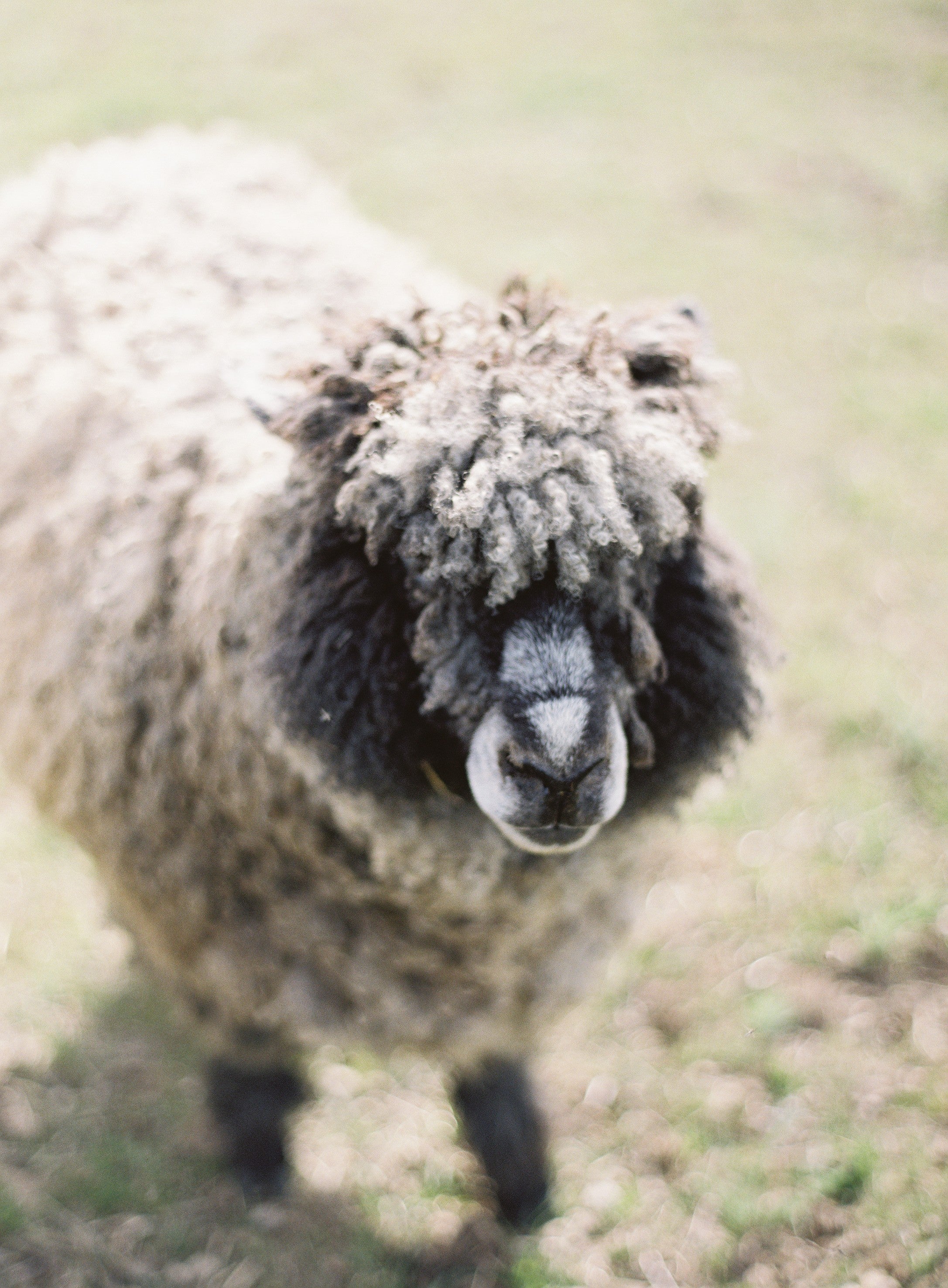 Sheep with frosty wool standing on a grassy field