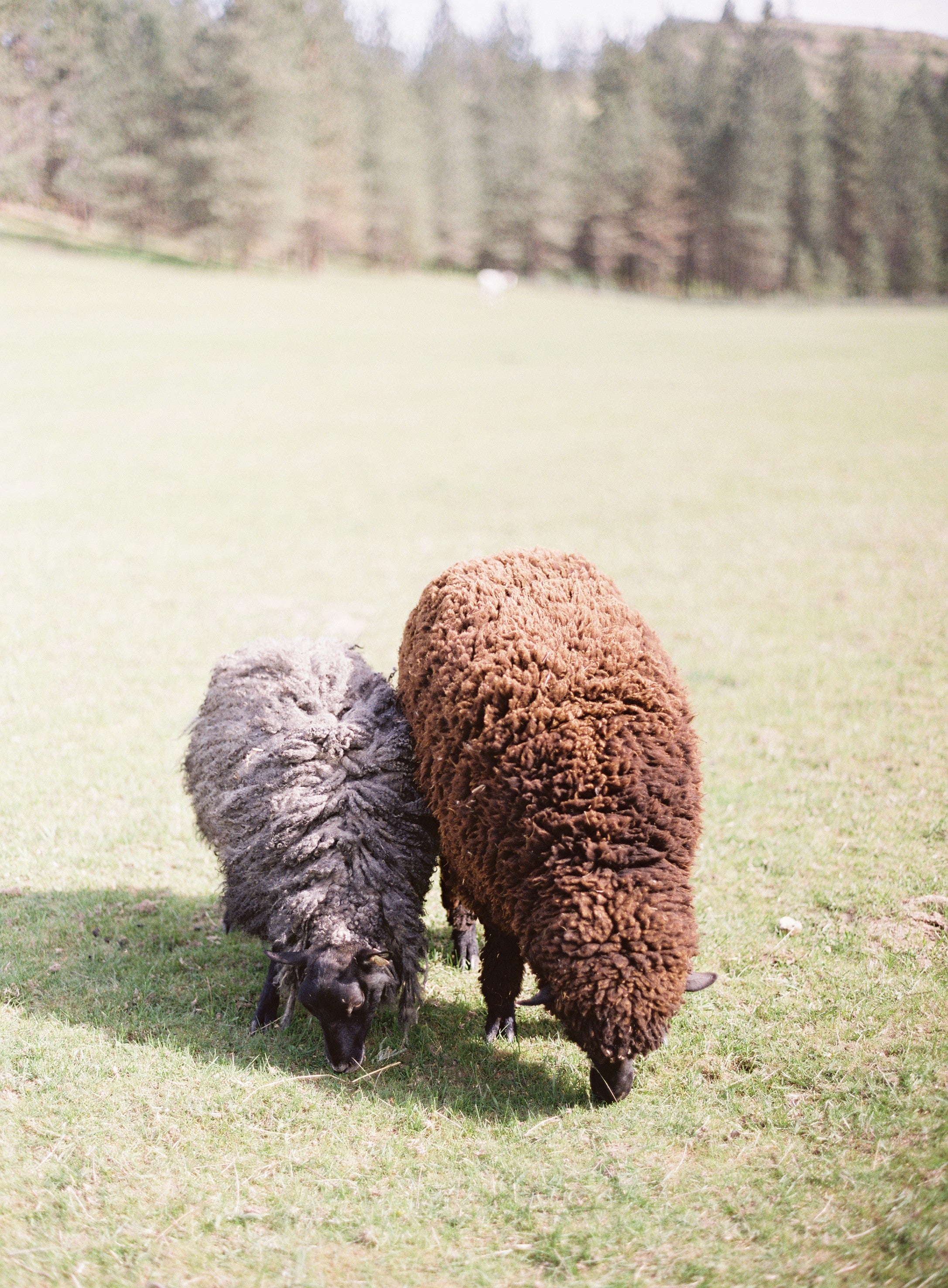 Two sheep, one black and one brown, grazing in a grassy field with trees in the background.
