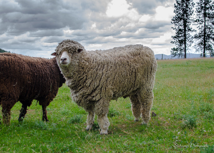 Spoiled Sheep - Corriedale/Rambouillet Wool Yarn 200yd - Luke #21 Natural White