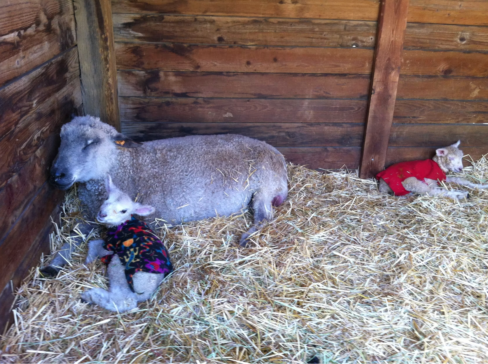 Baby Natalie (in red) with Nell and Nicole